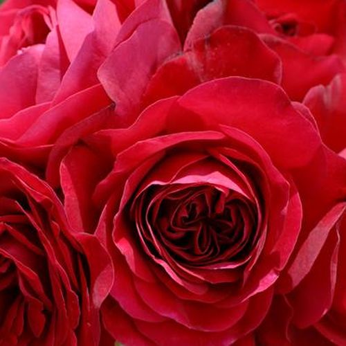 Online rózsa webáruház - virágágyi floribunda rózsa - vörös - Rosa Mona Lisa® - diszkrét illatú rózsa - Michèle Meilland Richardier - Alacsony és kompakt, jól ültethető ágyásokba és szegélyek mentén.